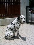 Dane - Dalmatian Dog