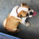 Old: Bulldog - English Bulldog Dog