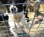 Old: Tag 26 - Adopted - Border Collie Mix Dog