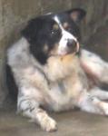 Old: Tag 47 - Adopted - Border Collie Mix Dog