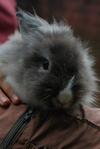 Butam - Angora Rabbit Rabbit