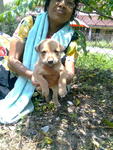 Female pup 1 (light brown)-adopted by Mr Vadi on 5th Sept 2010