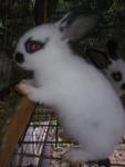 Hotot+wooly - Hotot + Jersey Wooly Rabbit