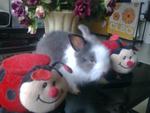 Turkish Angora - Angora Rabbit Rabbit