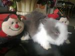 Turkish Angora - Angora Rabbit Rabbit