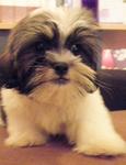 Shihtzu Puppies - Shih Tzu Dog