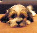 Shihtzu Puppies - Shih Tzu Dog