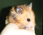 PF14251 - Syrian / Golden Hamster Hamster