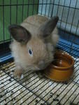 Rabbit For Adoption.shah Alam - Lop Eared + Lionhead Rabbit