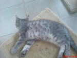 Bawah perut warna putih dan bertompok(spotted)spt Kucing Batu(asal kucing bengal).