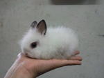 Super Mini Bunny - Bunny Rabbit Rabbit