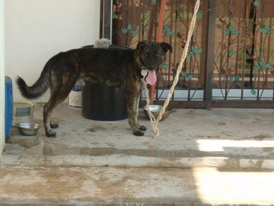 German Shepherd Dog + Belgian Shepherd Malinois Puppy For 