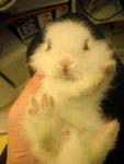 Teddy Bear Rabbit (Toy Size) - Bunny Rabbit Rabbit