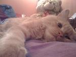 Cheeky Jellybean - Persian Cat