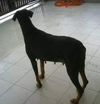 PF1523 - Doberman Pinscher Dog