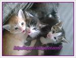 Ibu Dan 4 Anak - Domestic Medium Hair Cat