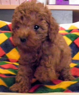 Poodle Puppies Sold - 10 Years 9 Months, Dark Red Toy Poodle from ...