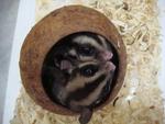 Sugar Glider - Sugar Glider Small & Furry