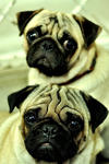 Pug portrait