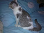 Tobby - Domestic Short Hair Cat