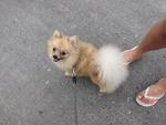 Hime - Pomeranian Dog