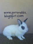 PF16001 - Dwarf + Hotot Rabbit