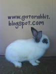 PF16001 - Dwarf + Hotot Rabbit