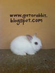 PF16007 - Dwarf Rabbit