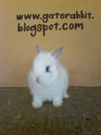 PF16007 - Dwarf Rabbit