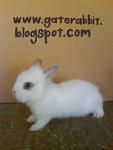 PF16007 - Dwarf Rabbit