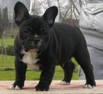 Beamer - French Bulldog Dog