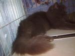 Unohana - Persian + Domestic Long Hair Cat