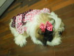 Shihtzu Female - Shih Tzu Dog