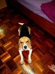 PF16781 - Beagle Dog