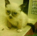 Little Stray Name 'smokey' - Domestic Short Hair + Ragdoll Cat