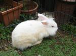 PF16913 - Lionhead Rabbit