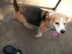 Old: Tag 88 - Beagle Dog