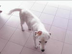 Comedy-white Mongrel/female/adult - Mixed Breed Dog