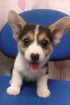 Welsh Corgi - Welsh Corgi Dog