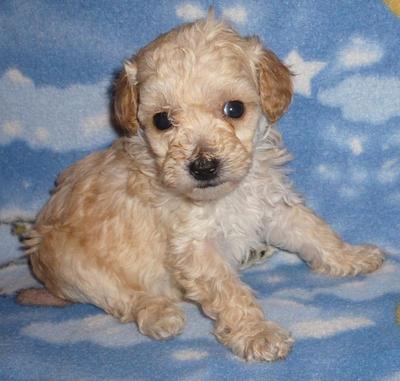 Poodle Puppies Sold - 8 Years 10 Months, Curly Hair Toy 