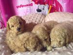 Toy Poodle Puppies With Mka Rm1300 - Poodle Dog