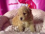 Toy Poodle Puppies With Mka Rm1300 - Poodle Dog