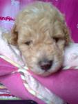 Toy Poodle Puppies With Mka Rm1300 - Poodle Dog