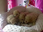 Toy Poodle Puppies With Mka Rm1300 - Poodle Dog