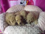 Toy Poodle Puppies With Mka Rm1300 - Poodle Dog