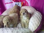 Toy Poodle Puppies With Mka Rm1300 - Poodle Dog