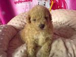 Toy Poodle Puppies With Mka Rm1300 - Poodle Dog