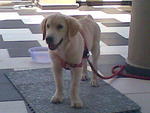 Ricky - Golden Retriever Dog