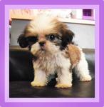 Tiny - Shih Tzu Dog