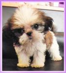 Tiny - Shih Tzu Dog